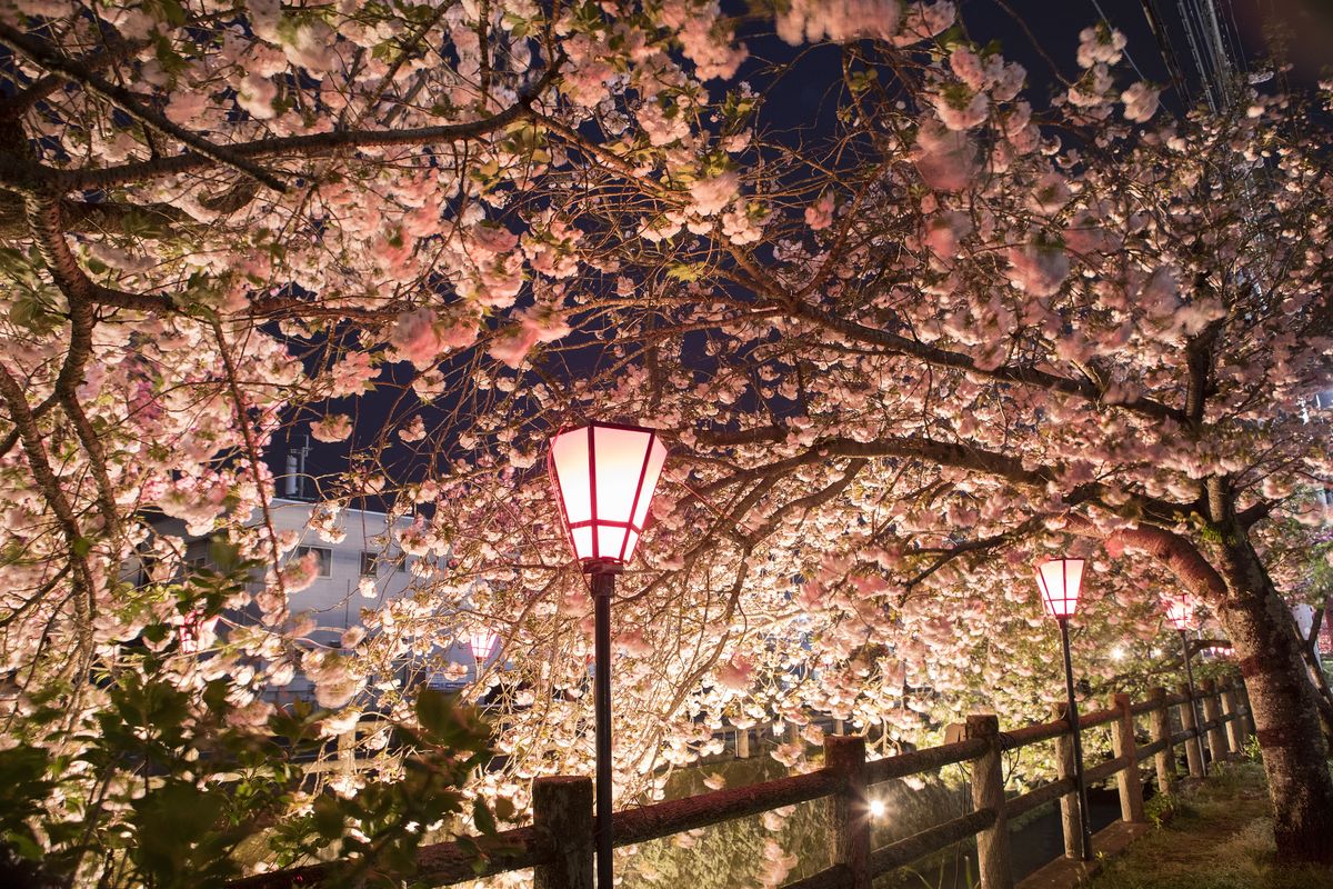春の足音が聞こえる桜スポット＆スイーツのお店3選 | ドリップ