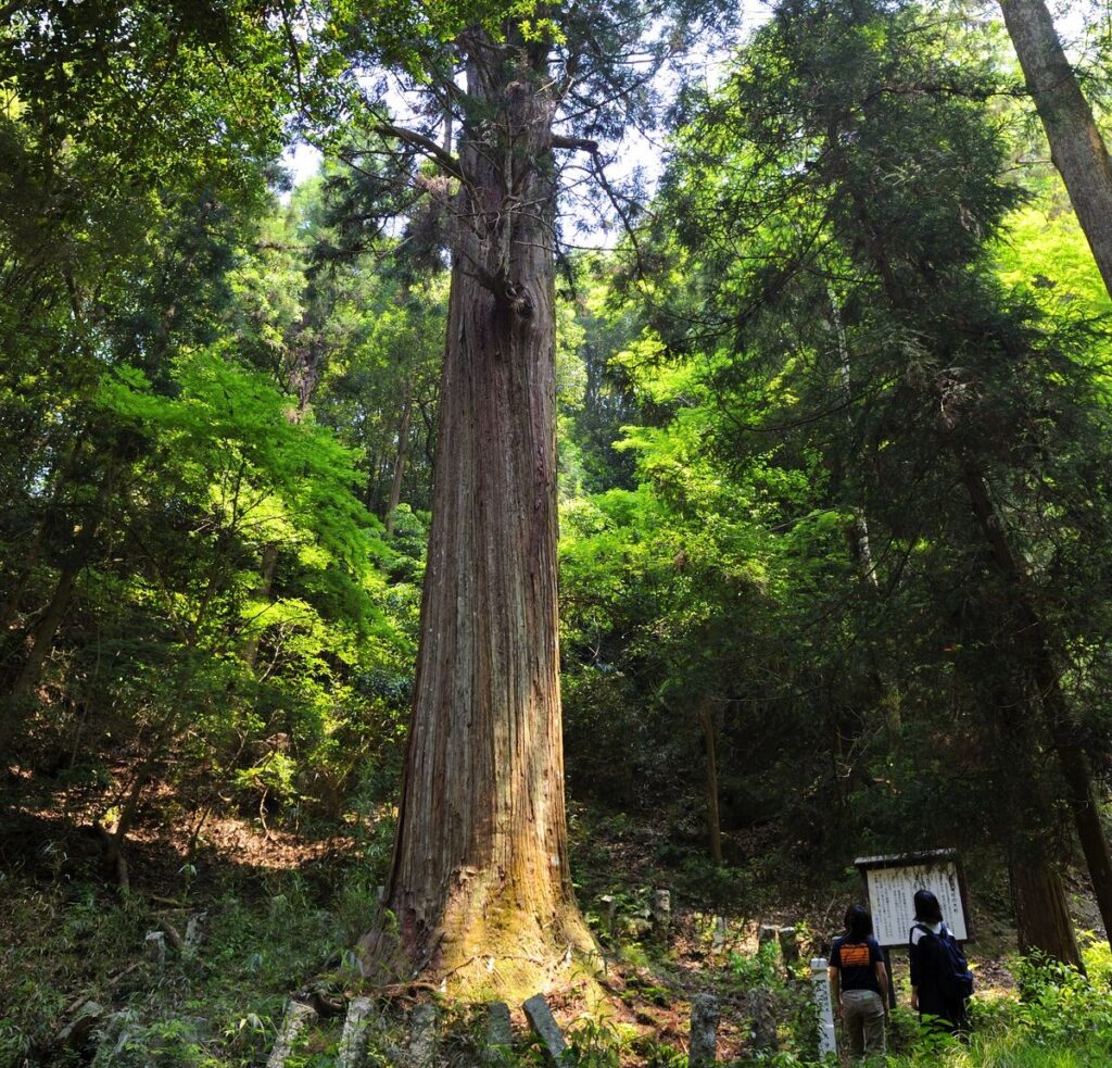 日帰りで訪れたい 中津市山国町をぶらり旅 ドリップまとめ Oita Drip オオイタドリップ 大分県下最大級の総合情報サイト