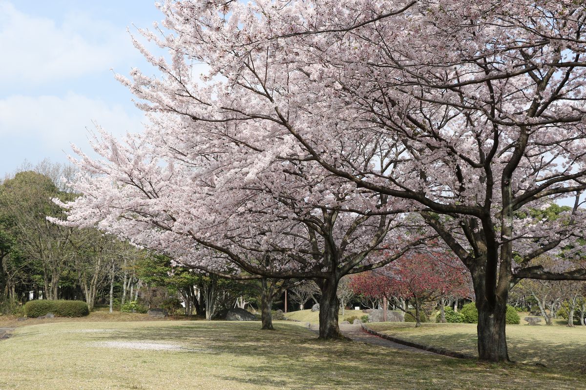 春になったら花見♪ 桜とランチとスイーツを楽しむ、別府のおでかけコース 